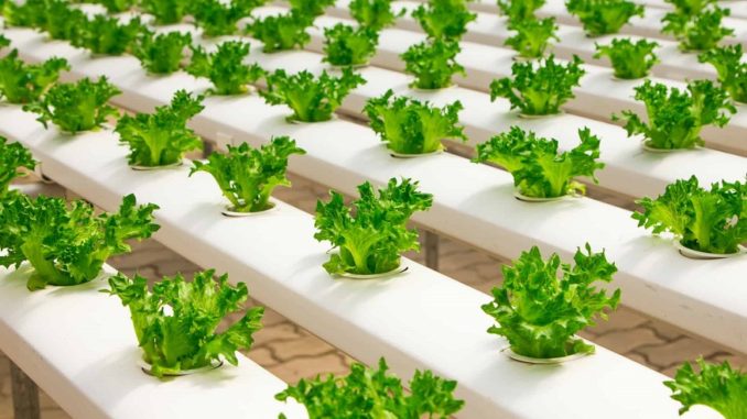 Hydroponic Kit For Beginners: Is It Worth Purchasing And Installing In 2021?