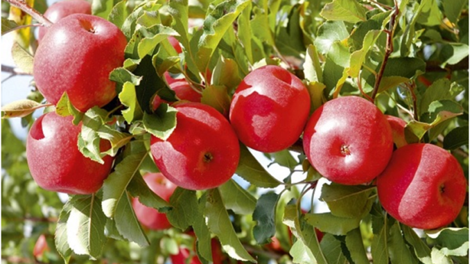 Apple Trees